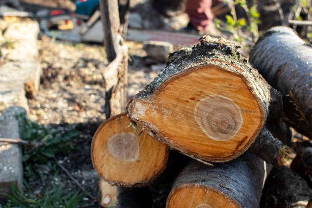 Best Firewood Processing and Delivery  in Hopewell, VA